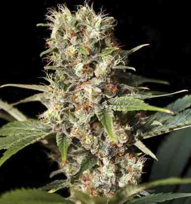 Missing in BCN Seed > Eva Female Seeds | Feminized Marijuana   |  hybrid